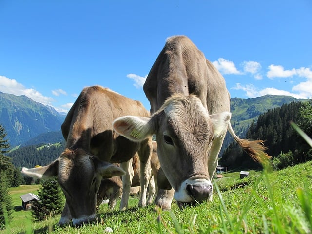 cows in pasture