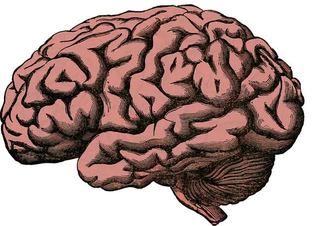 image of a brain