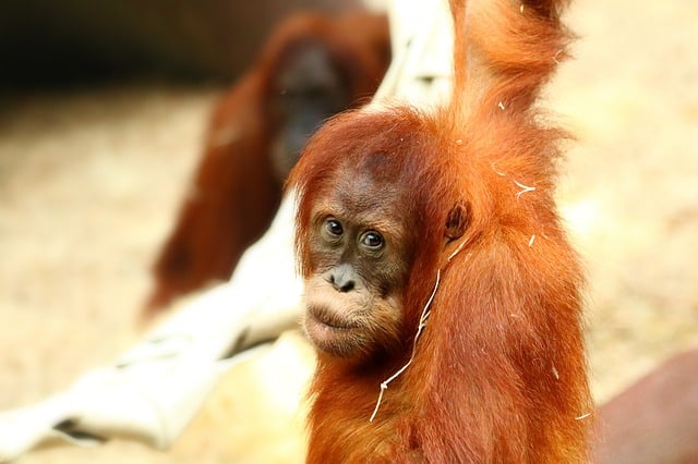 orangutan in tree