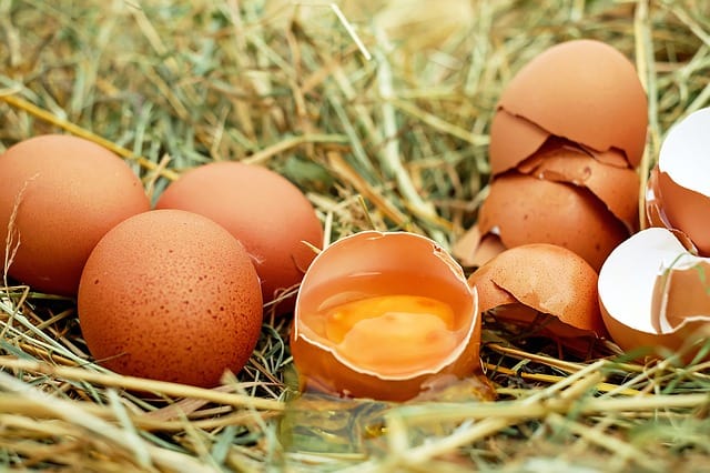 brown eggs in grass