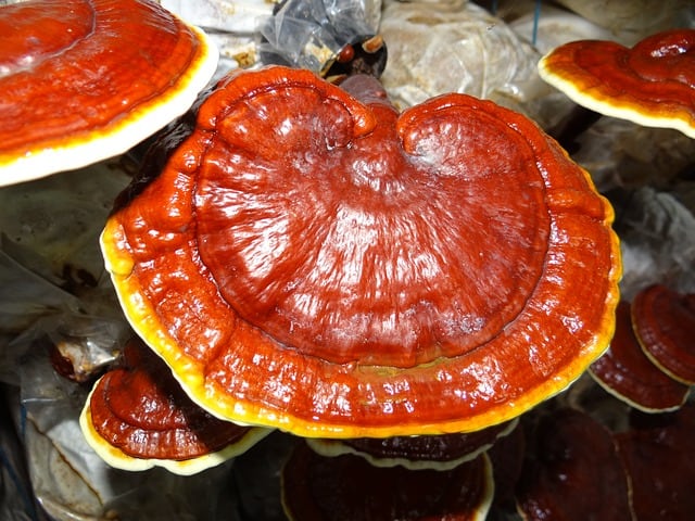 red reishi mushrooms (ganoderma lucidum)
