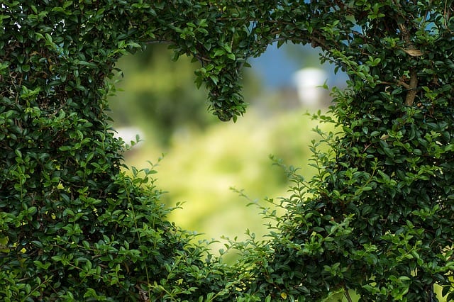 bushes in heart shape