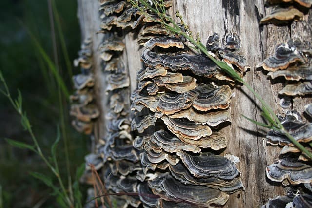 mushrooms on tree