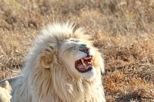 white lion roaring
