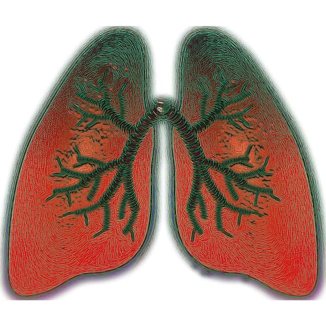 drawing of lungs