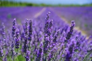 sleep well with lavender essential oil recipes