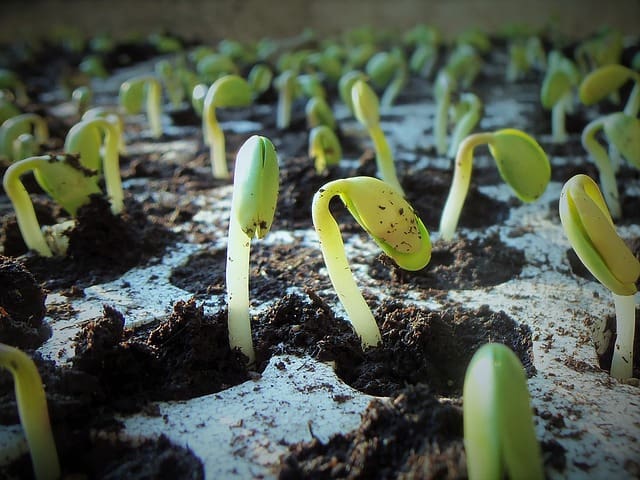 plants sprouting