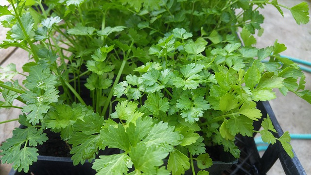 bunch of cilantro growing