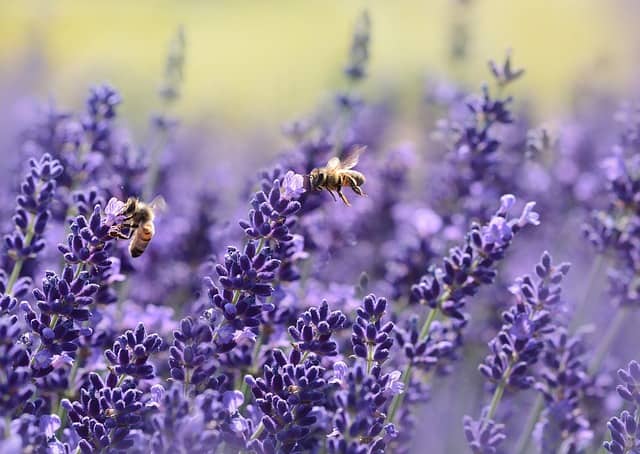 lavender plants with a bee