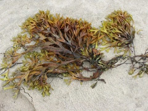 seaweed on beach