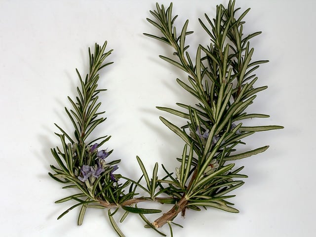 rosemary branches and flower